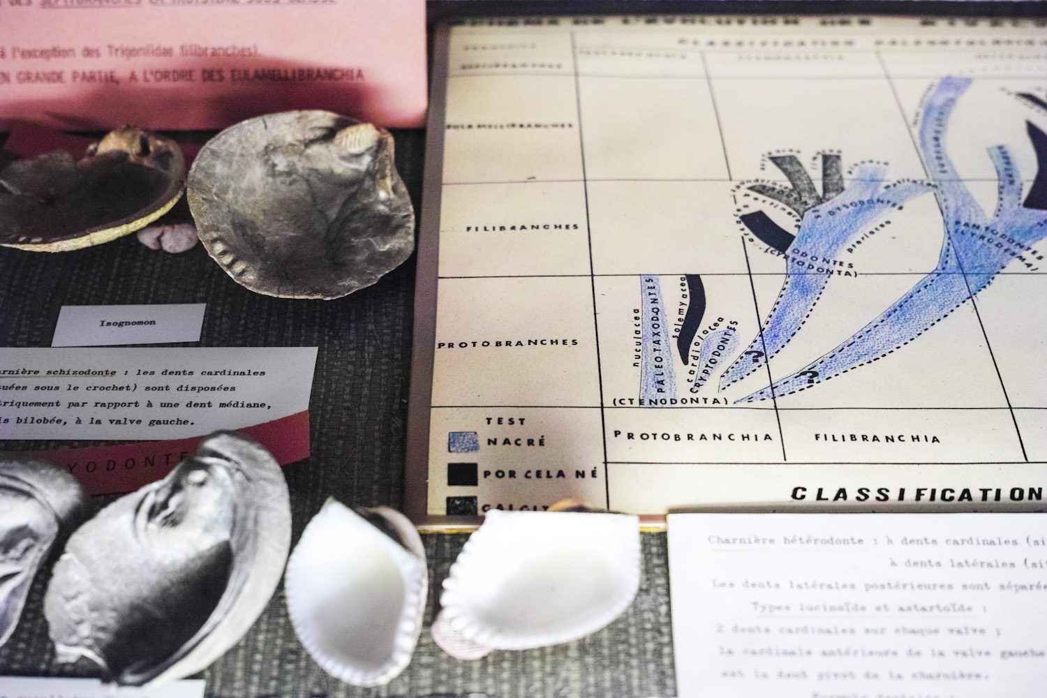 galerie-de-paleontologie-et-danatomie-comparee_museum_histoire_naturelle_paris_thevoyageur025