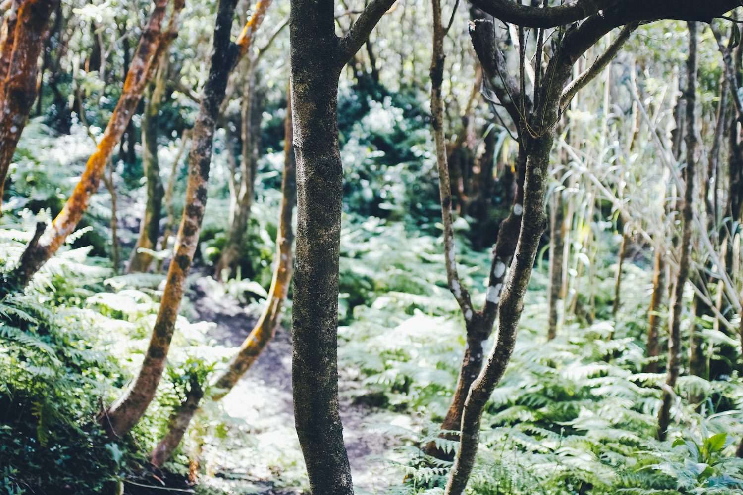panorama_landscapes_azores_thevoyageur-44